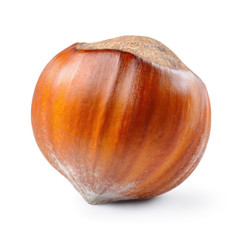 Hazelnut. Fresh organic filbert isolated on white background. Nu
