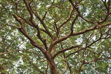 old tree branch cover with moss and fern in the rain forest 