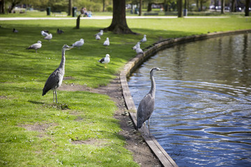 Great Blue Heron (Ardea herodias) on the grass in the park