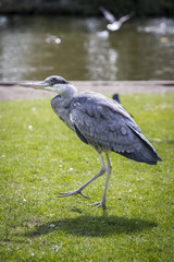 Great Blue Heron (Ardea herodias) on the grass in the park