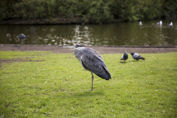 Fototapeta premium Great Blue Heron (Ardea herodias) on the grass in the park