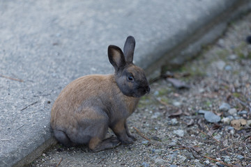 Cute rabbits in rabbit island