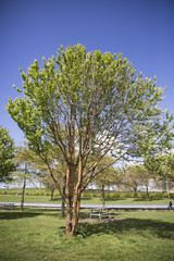 Birchbark Cherry or Prunus serrula tree with copper colored bark