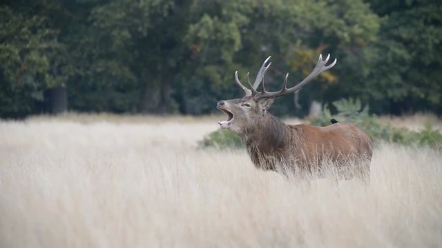 Red Deer, Deer, Cervus elaphus - Rut time.