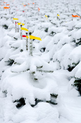 Christmas tree plantation snow covered