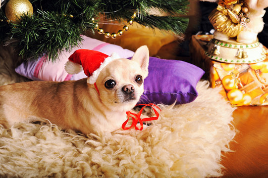 Young beige chihuahua dog in Santa hat posing