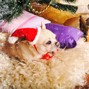 New year card with cute chihuahua dog in Santa hat lying on a fur