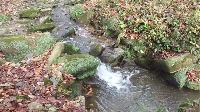 Stream in the forest, water flowing among moss stones