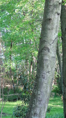 Obraz premium tree