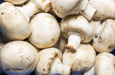 Fresh mushrooms champignon background