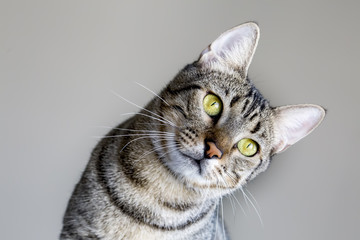 Kedi © Esin Deniz