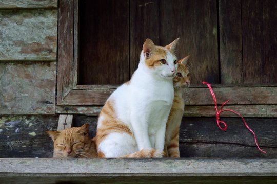 group of cats sitting on the steps in the old wood house