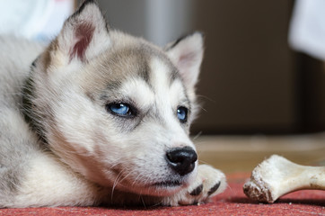 Siberian Husky puppy with bone lying on red carpet at home.