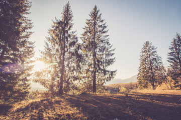 Abendsonne auf Lichtung