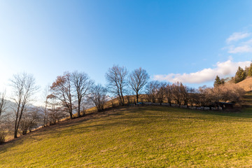 Hügel mit Baumzeile, bunt