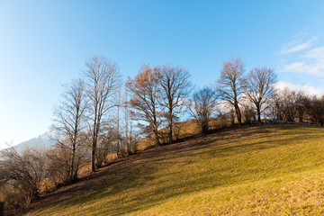 Hügel mit Baumzeile, bunt