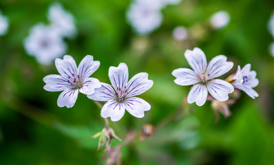 group of small white flowers closeup on green blurry background