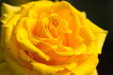  Beautiful yellow rose closeup and blur background.