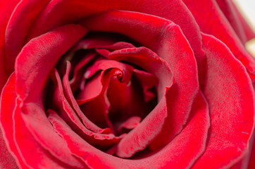  Beautiful red velvet rose closeup and blur background.