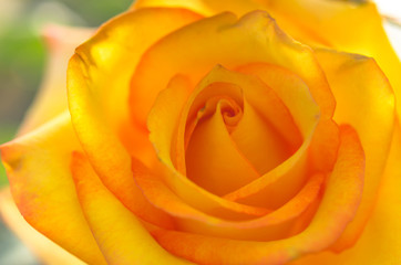  Beautiful yellow rose closeup and blur background.