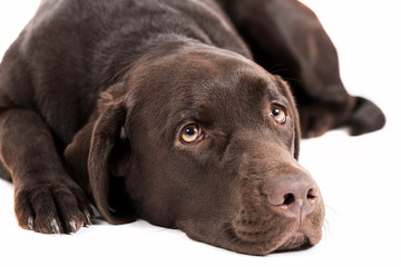 Brown labrador