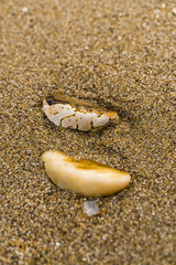 Snail shell