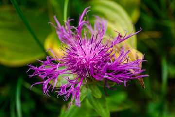 Wild flowrs in carpathian mountains