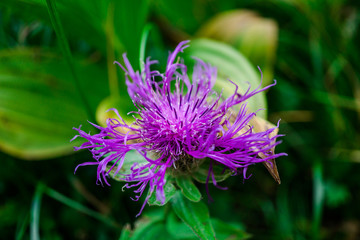 Wild flowrs in carpathian mountains