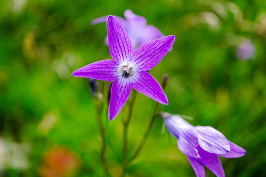 Wild flowrs in carpathian mountains