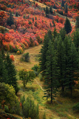 Forest of Autumn Fall Trees