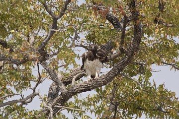 Martial eagle perching on the tree in Etosha National Park, Namibia