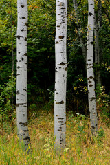 Forest of Autumn Fall Trees Birch Maple