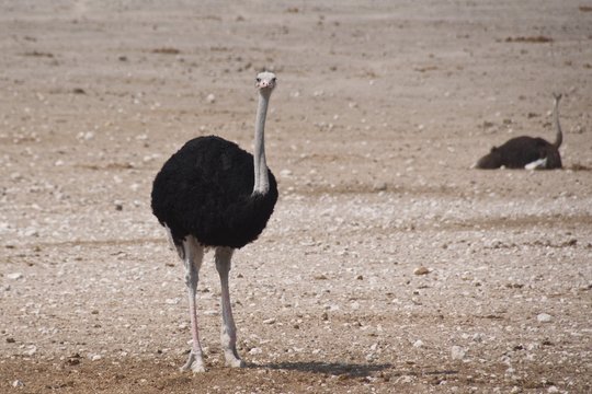 Long neck ostriches