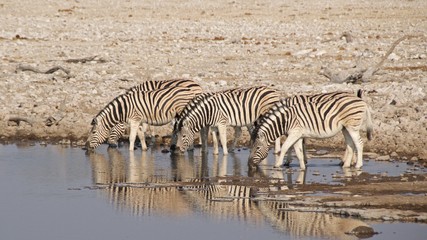 Fototapeta na wymiar Three Burchell's zebras drinking at waterhole in Etosha National Park, Namibia