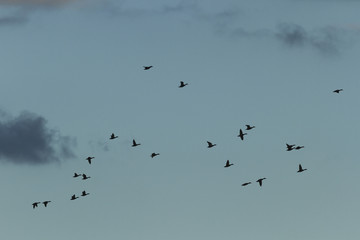 birds