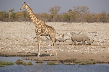 Fototapeta na wymiar Giraffe with black rhinoceros and springbok at waterhole in Etosha National Park, Namibia
