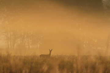 Obraz na płótnie Canvas roe deer in wild scenery