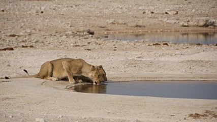 Two lions drinking water at the waterhole in Etosha National Park, Namibia 