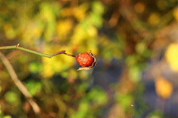 One single berry of wild rose on branch autumn