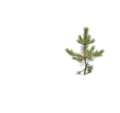 Pine Tree Isolated in Snow Winter White