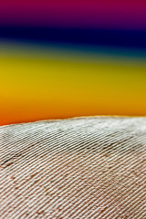 Pena de ave e fundo colorido.