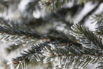 Branch of a Christmas tree with hoarfrost
