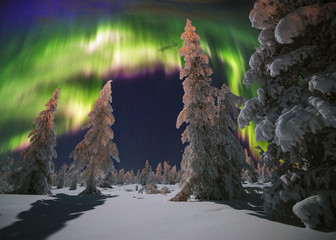 Northern Lights - Aurora borealis over snow-covered forest. Beautiful picture of massive multicoloured green vibrant Aurora Borealis, Aurora Polaris, also know as Northern Lights in the night sky