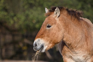 Fototapeta premium Przewalski's Horse