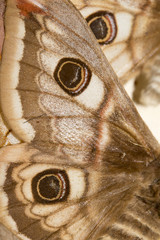 Collection of Victorian Butterflies