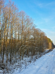 Beautiful winter forest/Beautiful winter forest