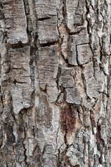 Cracked bark