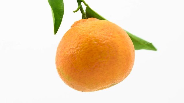 Tangerines rotates in loop  at white background, isolated
