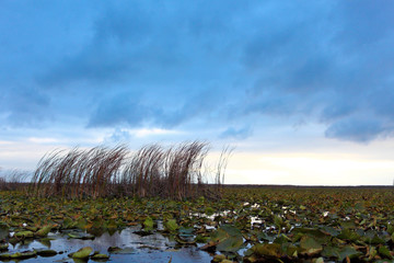 Twilight autumn lake with reeds and lily on a cloudy windy day