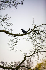 black silhouette of a raven perched on the bare branches of a tree